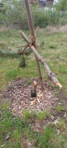 Foto: Bäume zerstört 